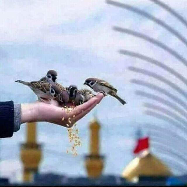 ☘️💐 اصلاح معاشرہ 🌳🌴