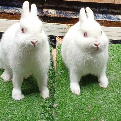 TImran.rabbits.frm28.4.19