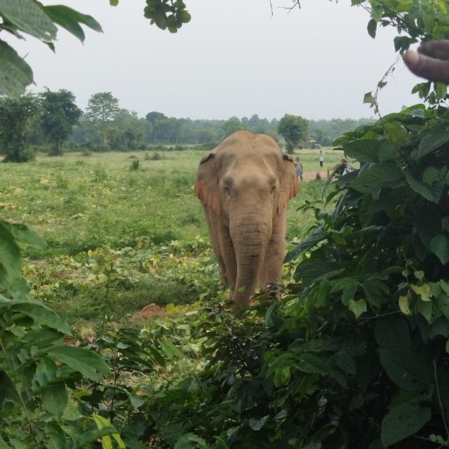 🐘🐘ELEPHANT NEWS GROUP 🐘🐘