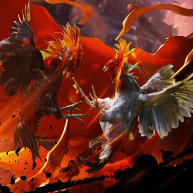 cockfight earning 