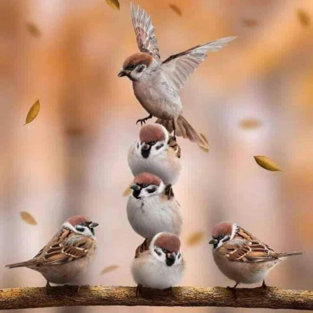 پاکستانی لوگ