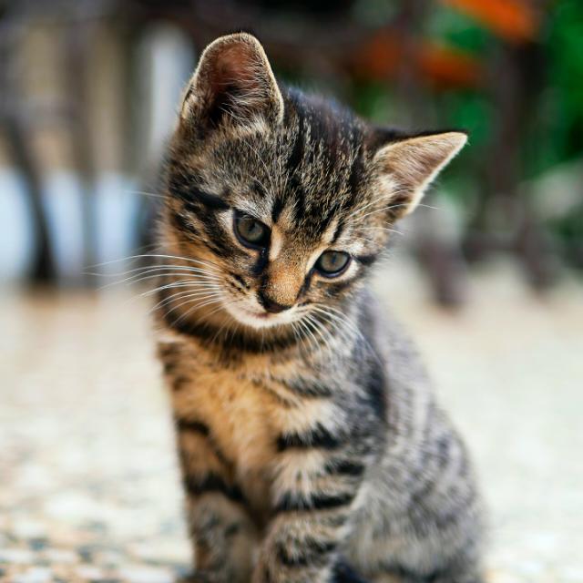 ?❤️ ??  චැට් ලන්තේ : කම්මැලිකම යවා ගන්න යාලුවෙක් හොයා ගමු????  ?