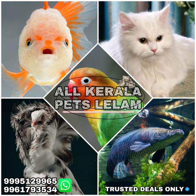 Aʟʟ ᴋᴇʀᴀʟᴀ ᴩᴇᴛꜱ ʟᴇʟᴀm