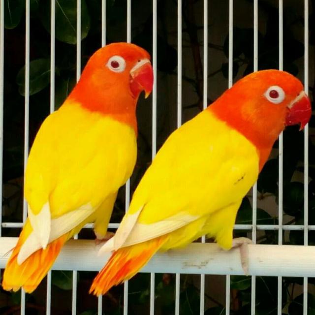 ANDHRA PRADE EXOTIC PETS🦜