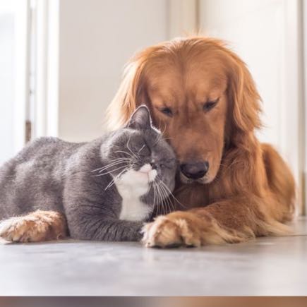 සුරතල් සතුන් ඇති කරන්නන්ගේ සන්ගමය??