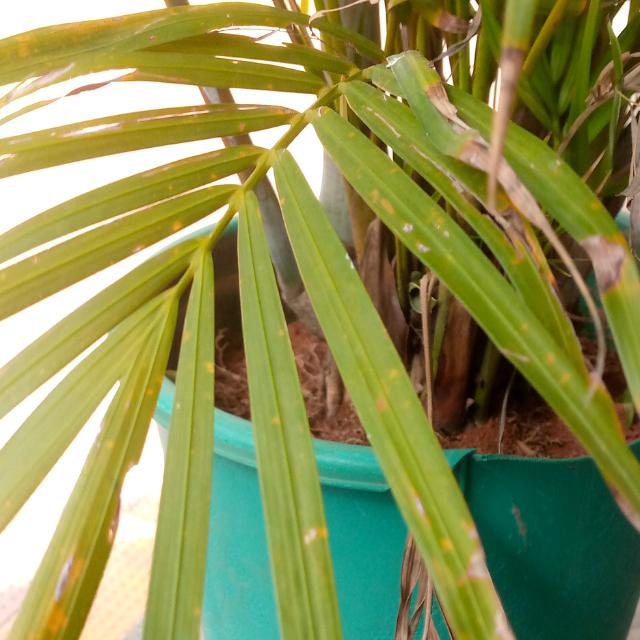 ?KrishnaDev More? group?