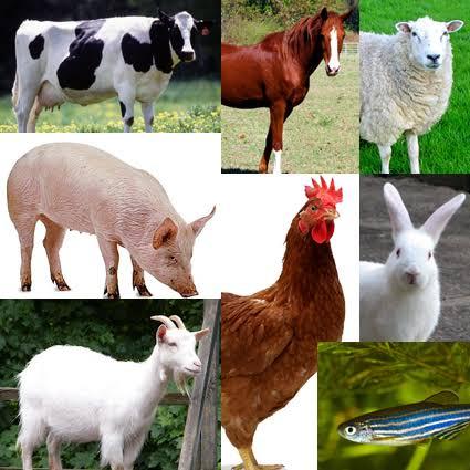 ufugaji kuku, ng'ombe,mbuzi ndege ainazote pia na kilimo pamoja na bidhaa zake za kilimo na ufugaji🦃