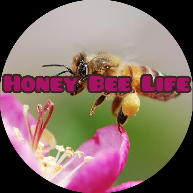 Honye Bee Life 