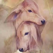 🌱Sri Jeevamrith🐂