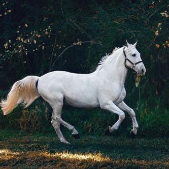 Horse sale parchase??