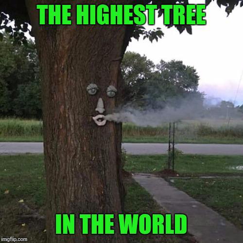 Meme tree 🌲