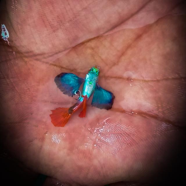 GUPPY AUCTION GROUP.....