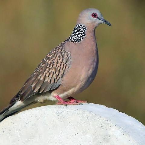 Only Dove Lovers