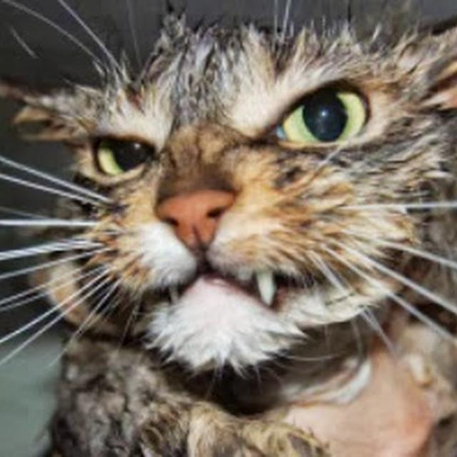 ➳✰බුකියේ ?ආතල්࿐★᭄ꦿ᭄ꦿ