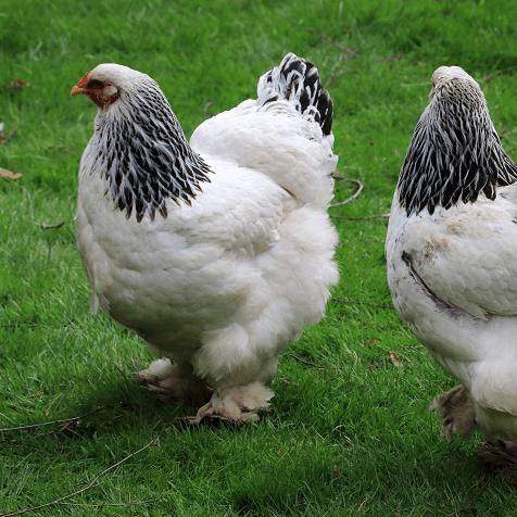 කුකුල් පාලනය සහ මුදල් උපයමු🐓🌼