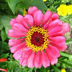 ?NEW? BINDAS? GROUP?