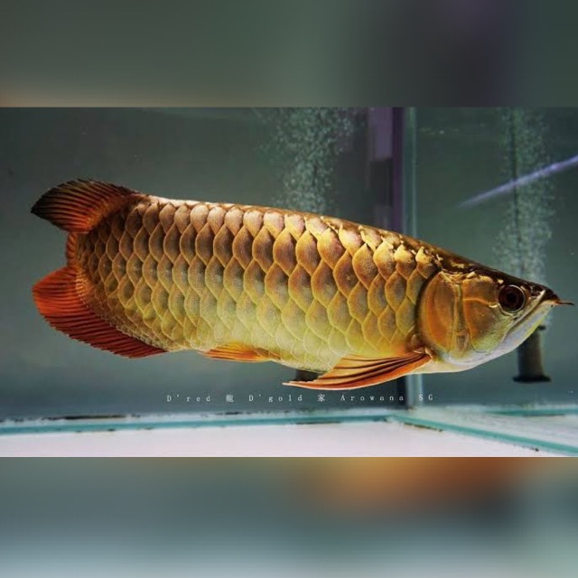 Karnataka Aqua Exotic Fish Zone