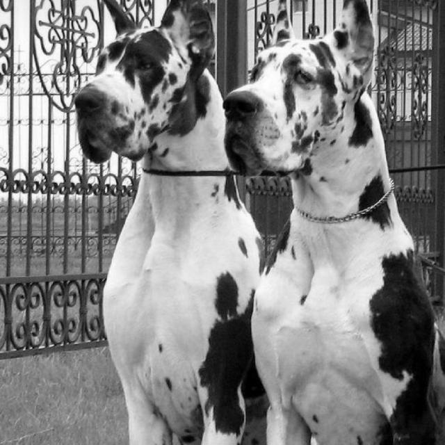 Dog lovers