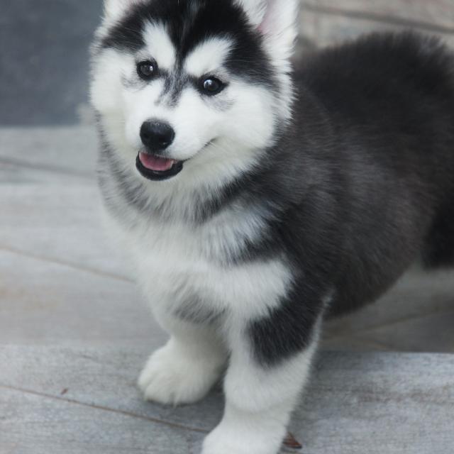 Husky Club