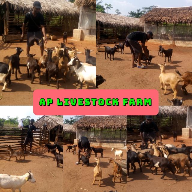 AP Livestock Farm