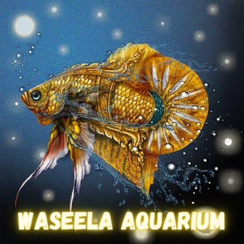 Wasela aquarium ♥️