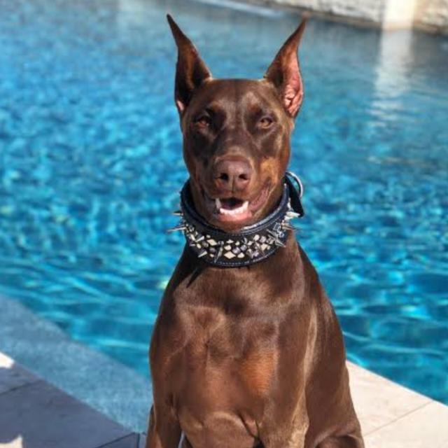 Only Doberman breeders and buyers ?