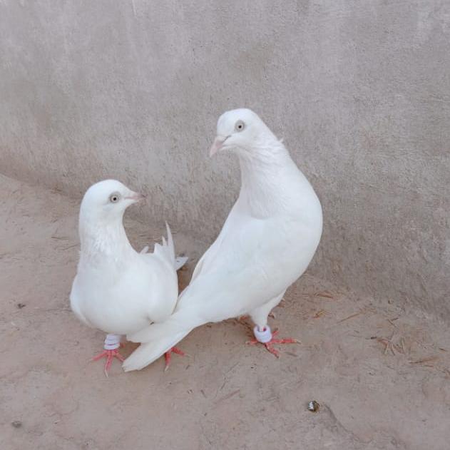 Wafa High flying kbotr