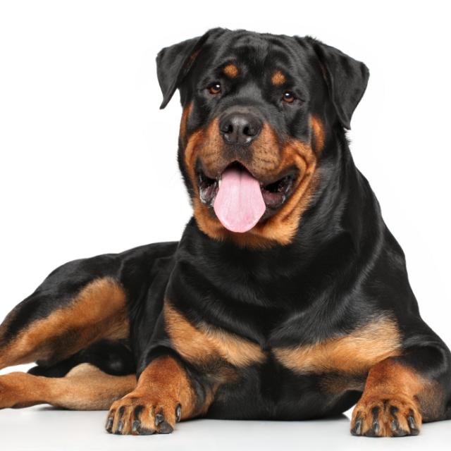 AN Rottweiler
