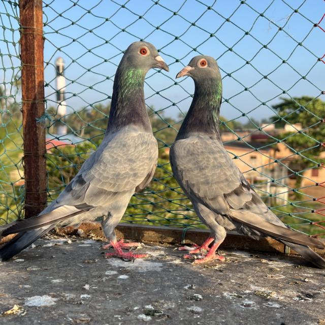 KANNUR PIGEONS