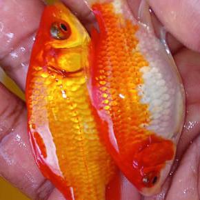 ORNAMENTAL FISHES 