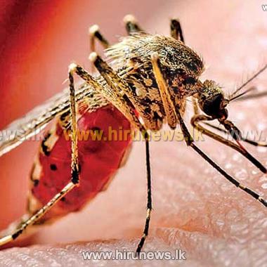 Dengu maraya paradawamu