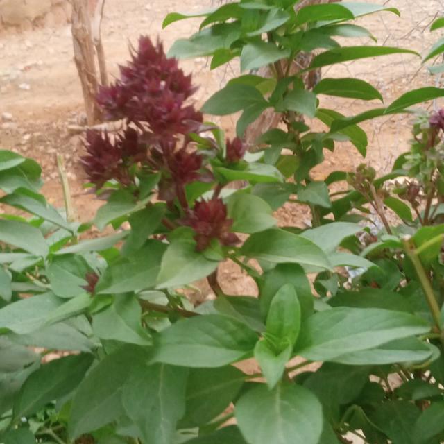 چتو لوسی