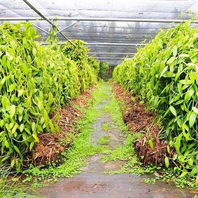 හෙළ ගොවි තැන