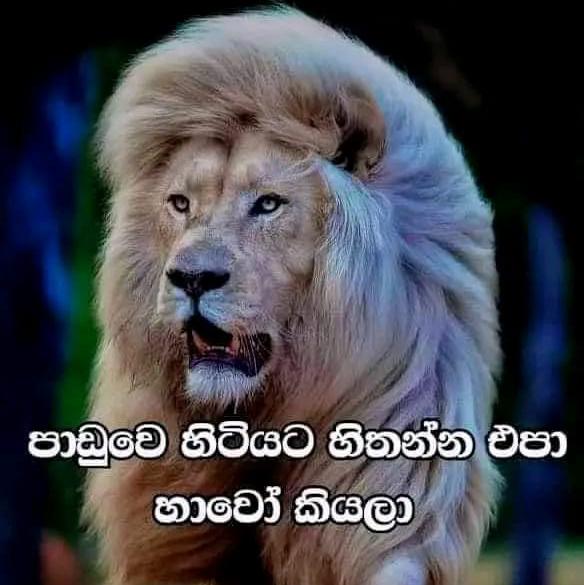 ♞♠⃝⃞⃟⃠囧❂වදන් පරදීසෙ❓⃟⃠❃⛥⃝⃝⃞⃠