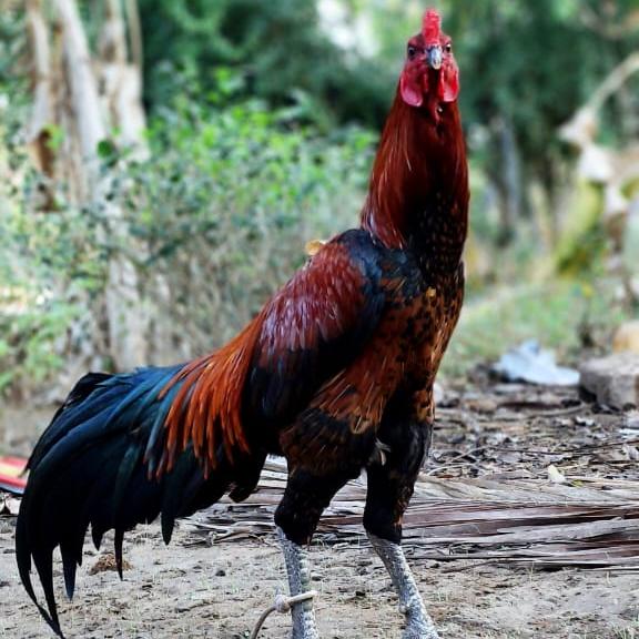 TN 37 ? COCK FIGHT GROUP?