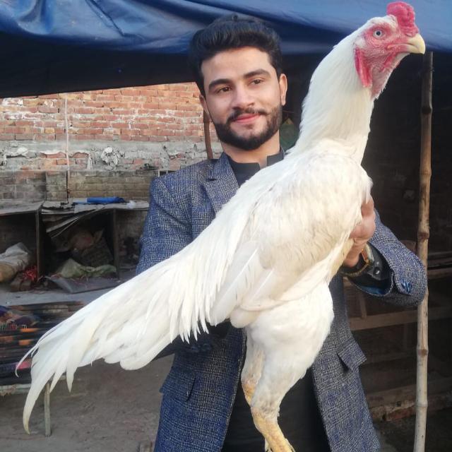 ?RWP✅ Aseel buy? and sale?☀️ group?????