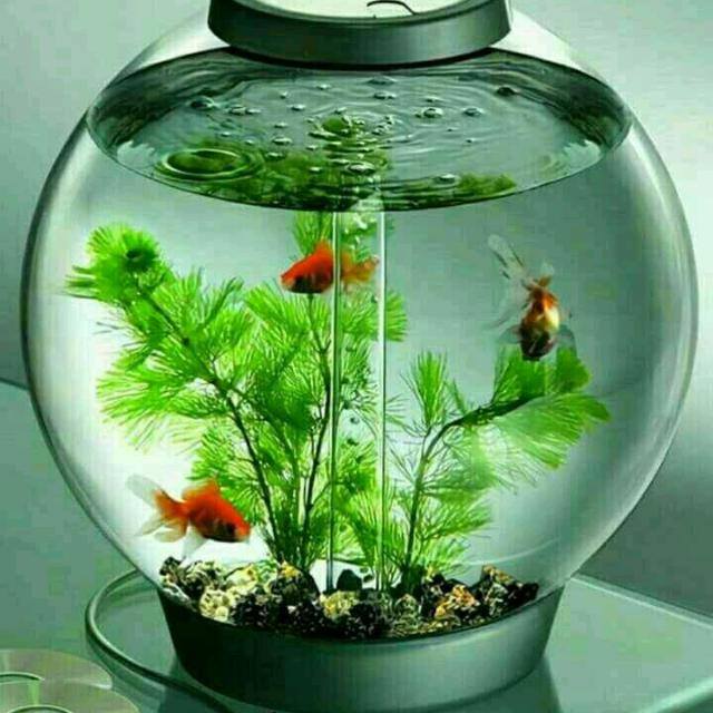 Halla bol grup ❤❤❤????