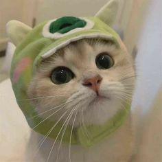 ☬පිස්සු ලං⃝තේ꧂