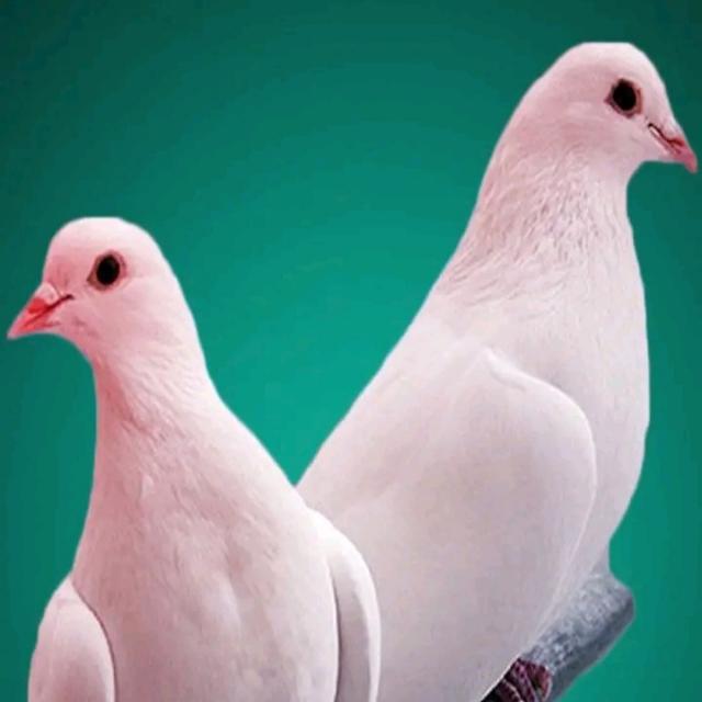 💞 मेरा प्यारा गांव... 💞