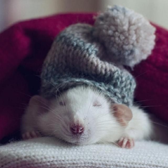 ꧁༒☬???? ??? ??????☬༒꧂