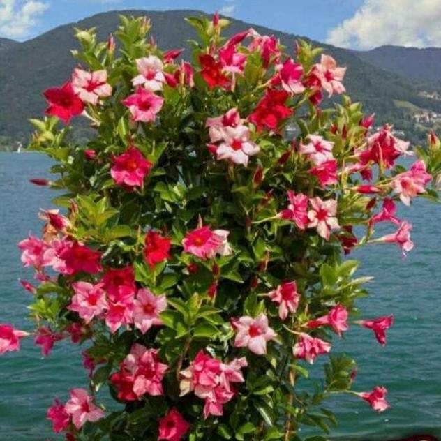 NEW  EARNING PLATFORM