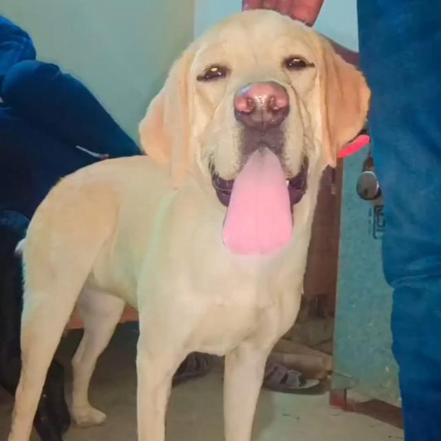 Rahul  king 🤴