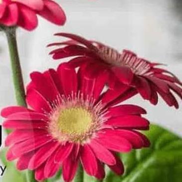 WOW Amazing ??☹️