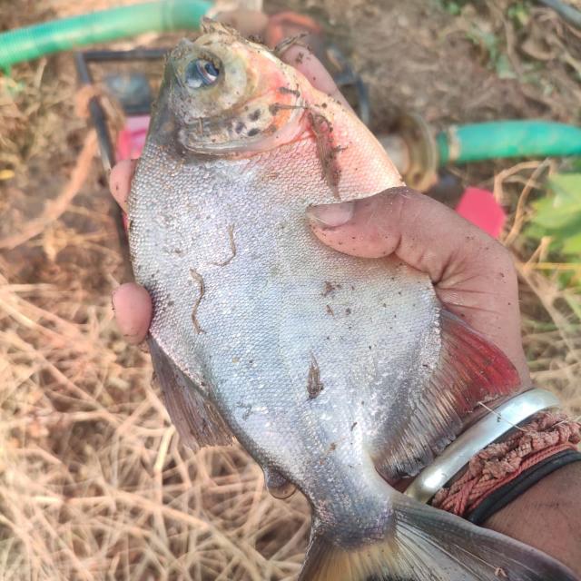 🐟தமிழ்நாடு மீன் வளர்ப்பு🦈