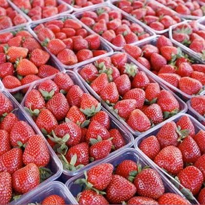 BangldishFriutsImporter ?