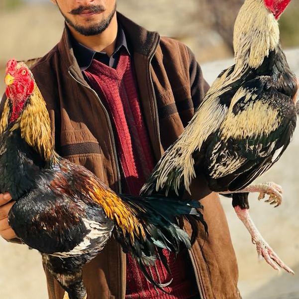 Aseel Purchase Sale Point