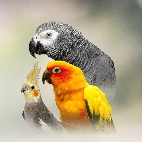 குமரி கால்நடை விற்பனை🐥🦆🐰