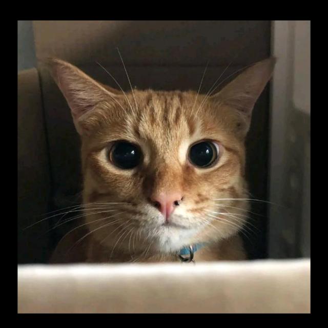 PREDIK FIX WIN KING RAFI X STEVEN X TABUL