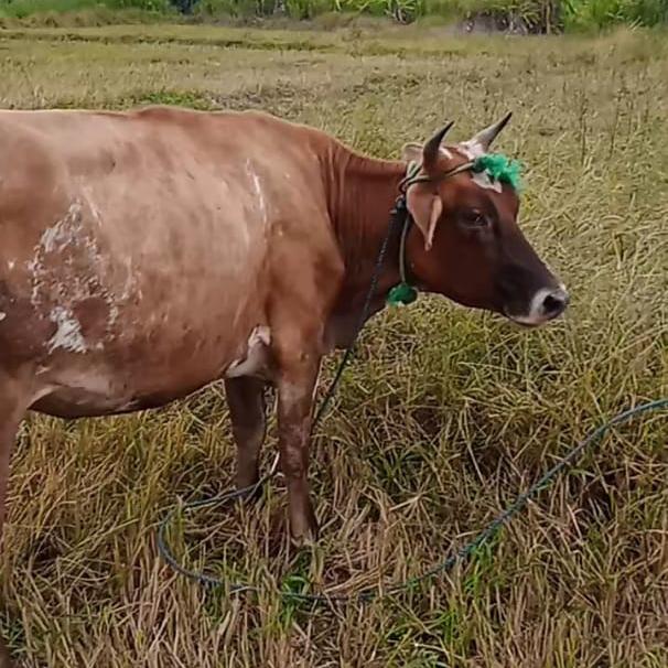 කිරි ගවයින් විකිනීම.✔අනුරාදපුර