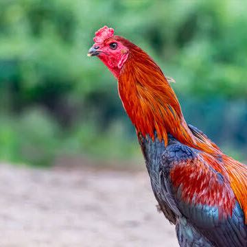 Aravind kathikal sevals salem